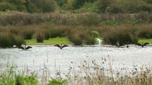 Bird Watching 2015-10-13 Peter Banks 1