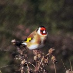 Bird Watching 2015-10-13 Peter Banks 2